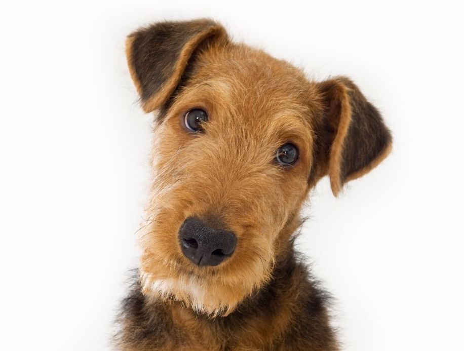 Unraveling Ear Problems in Airedale Terriers: Causes and Solutions ...