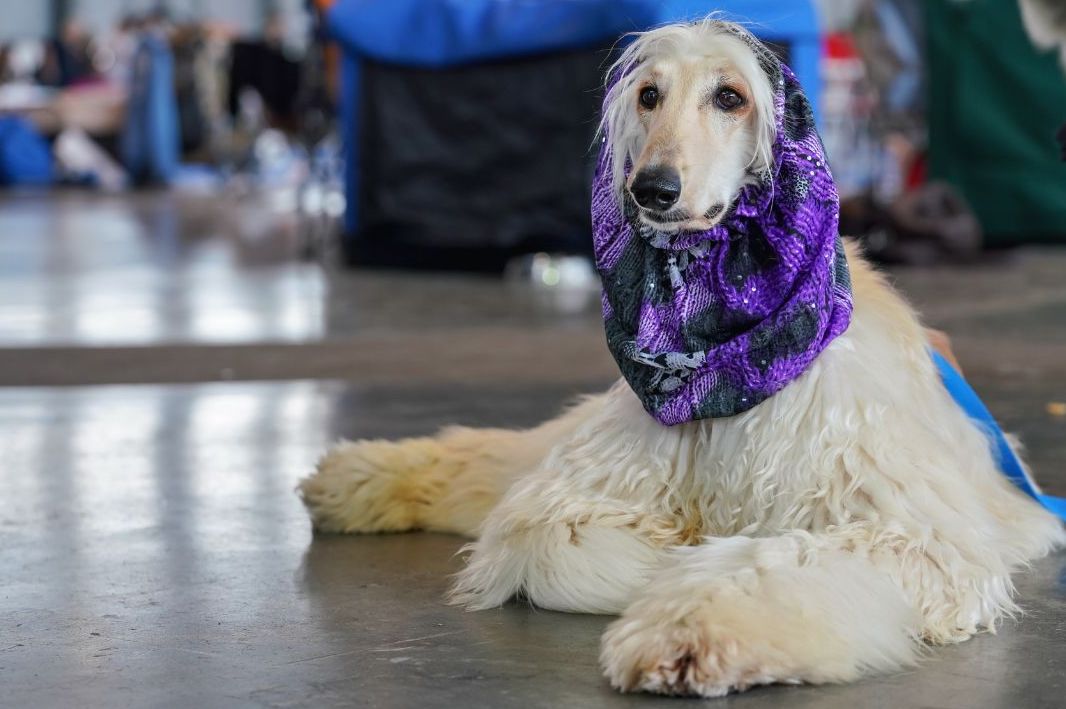 Borzoi grooming best sale